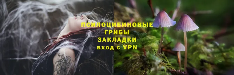 Псилоцибиновые грибы Psilocybe  darknet Telegram  Заволжье 